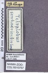 Etikette zu Tetralobus sennaariensis (NHMW-ZOO-COL-0010757)